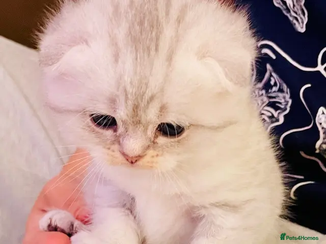 Scottish Fold cats for sale: Beautiful Scottish fold/straight ready to reserve - Advert 3