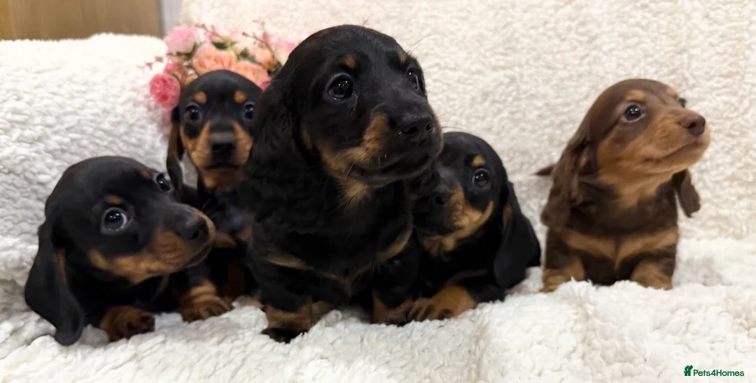 Miniature Dachshund dogs for sale: Miniature Smooth Haired Dachshunds  - Advert 3