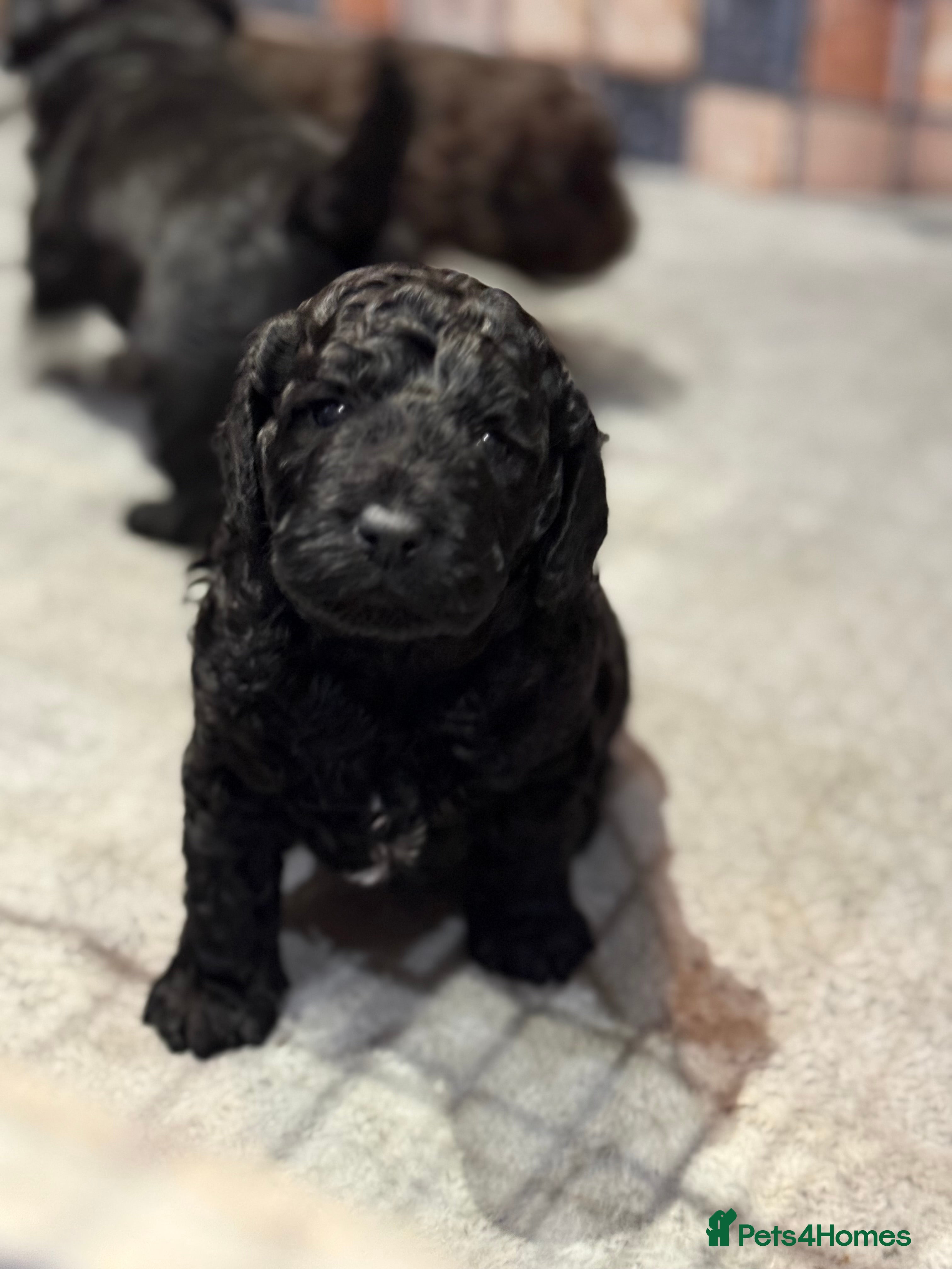 Cockapoo dogs Cockapoo puppies - Advert 1