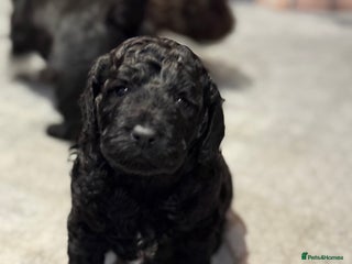 Cockapoo dogs Cockapoo puppies - Advert 1