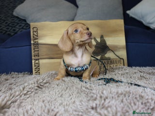 Miniature Dachshund dogs - Advert 2