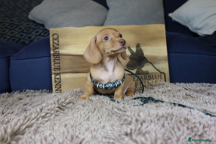 Miniature Dachshund dogs - Advert 6