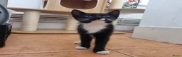 Domestic Shorthair cats for sale: Black and Tuxedo Kittens in London - Advert 11