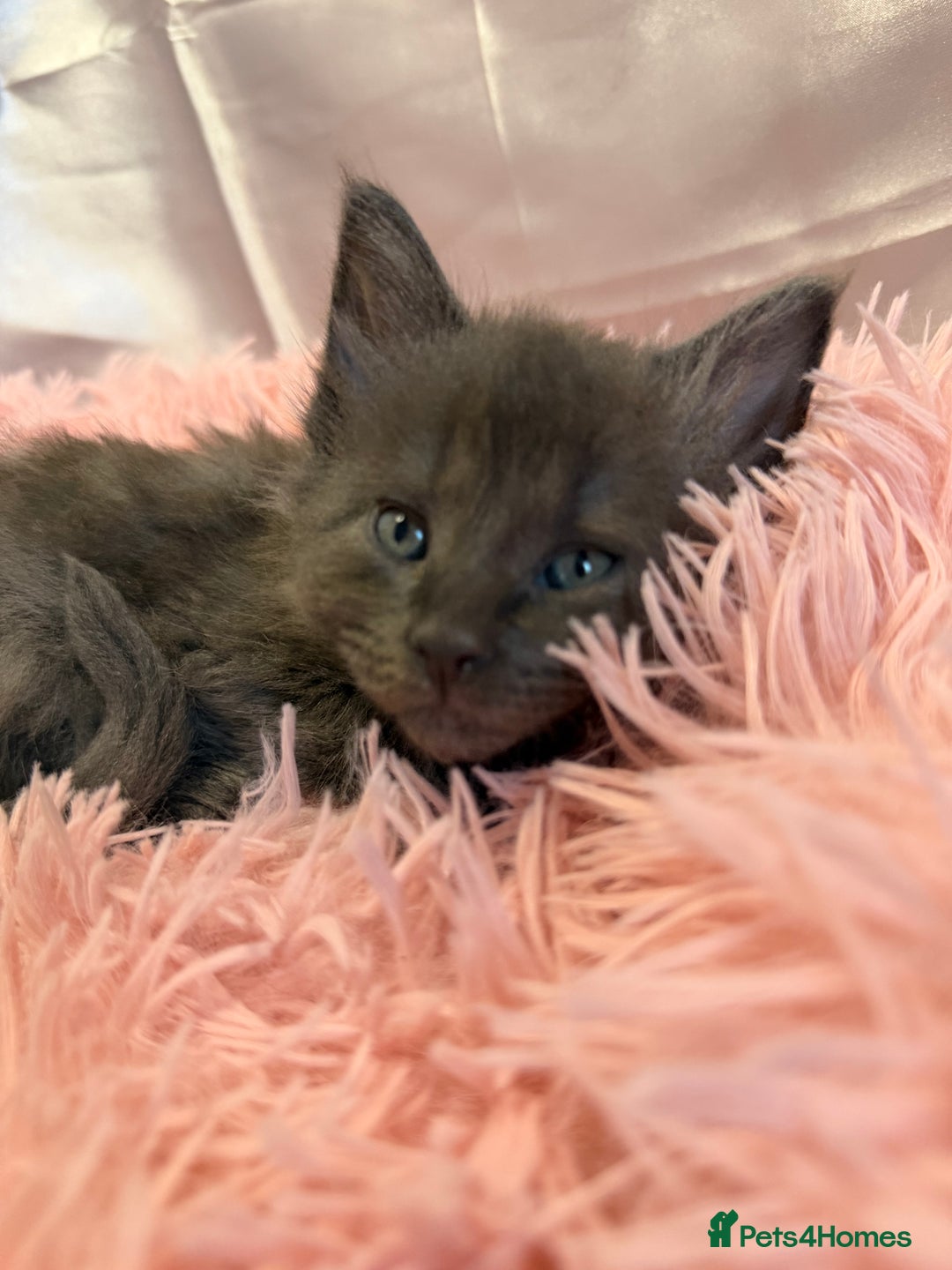 Maine Coon cats for sale: TICA REGISTERED MAINE COON KITTENS - Advert 16