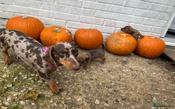 Mixed Breed dogs for sale: Minature Dacshund cross jack Russell  - Image 5