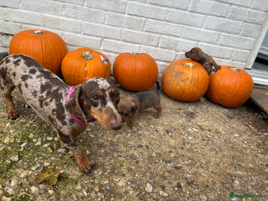 Mixed Breed dogs for sale: Minature Dacshund cross jack Russell  - Image 5