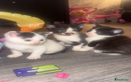 Mixed Breed cats for sale: X 2 black and white female kittens - Image 1