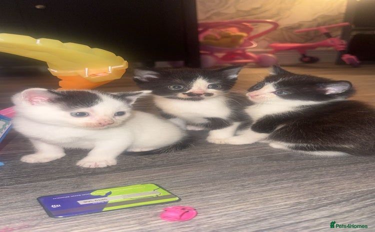 Mixed Breed cats - Advert 12