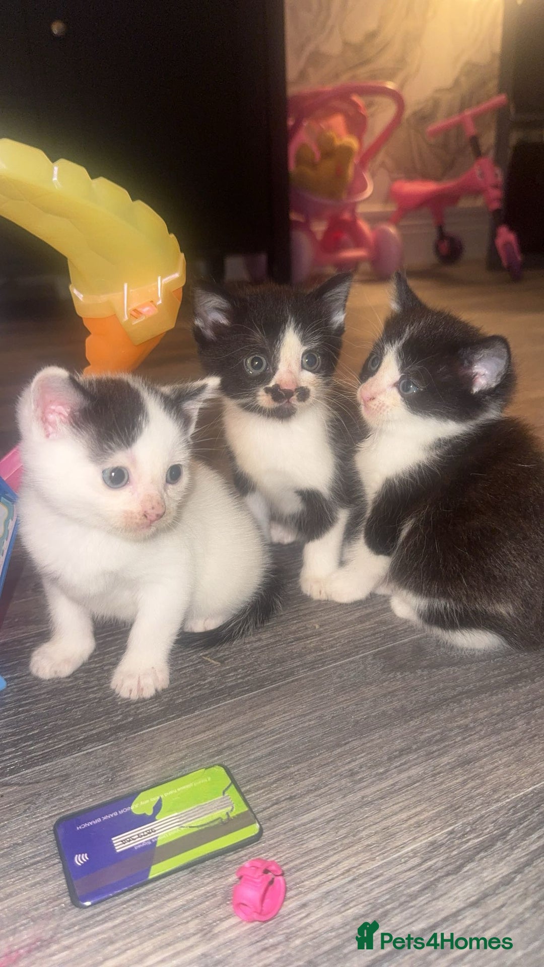 Mixed Breed cats for sale: X 2 black and white female kittens - Image 1