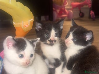 Mixed Breed cats - Advert 24