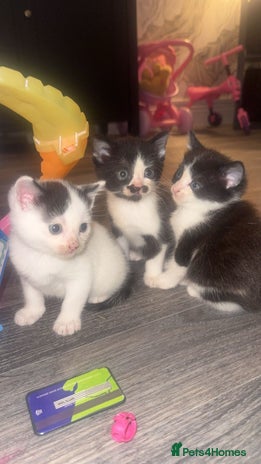 Mixed Breed cats - Advert 17