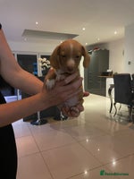 Miniature Dachshund dogs - Advert 6