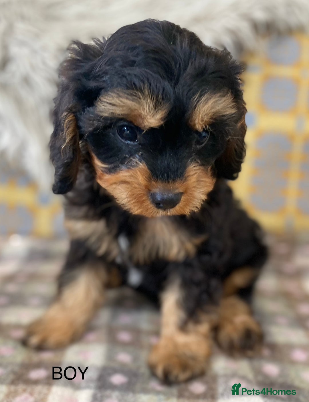 Cavapoo dogs for sale: Black and Tan Cavapoos - Image 7