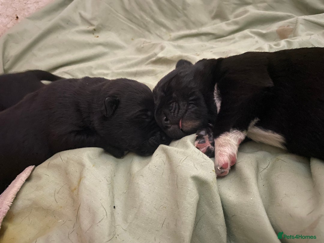 Mixed Breed dogs for sale: Labrador cross with Siberian husky  - Advert 13