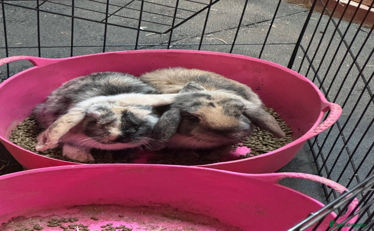 Mini Lop rabbits - Advert 16