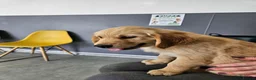 Golden Retriever dogs for sale: READY TO LEAVE Litter of Golden Retriever puppies - Advert 6