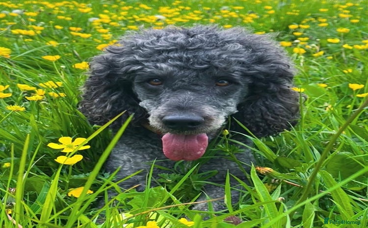 Mixed Breed dogs - Advert 3