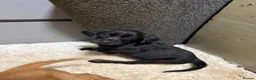 Labrador Retriever dogs for sale: Full Labrador Puppies   - Advert 7
