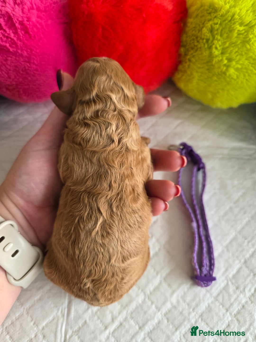 Cavapoo dogs for sale: 🥇 Finest Quality Beautiful F1b Cavapoos 🥇 - Advert 17