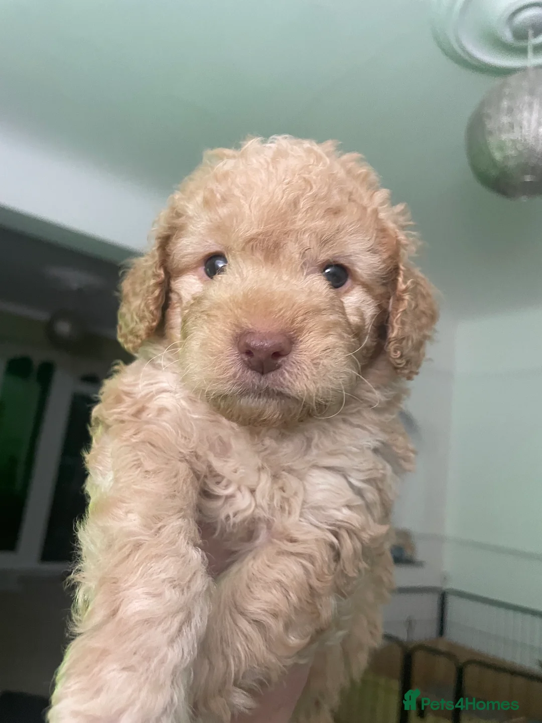 Cockapoo dogs for sale: Cockapoo F1b Puppies born 8 December  - Advert 15