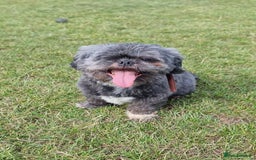 Shih Tzu dogs for sale: Loving cheeky Shihtzu for loving home ❤️ - Image 15