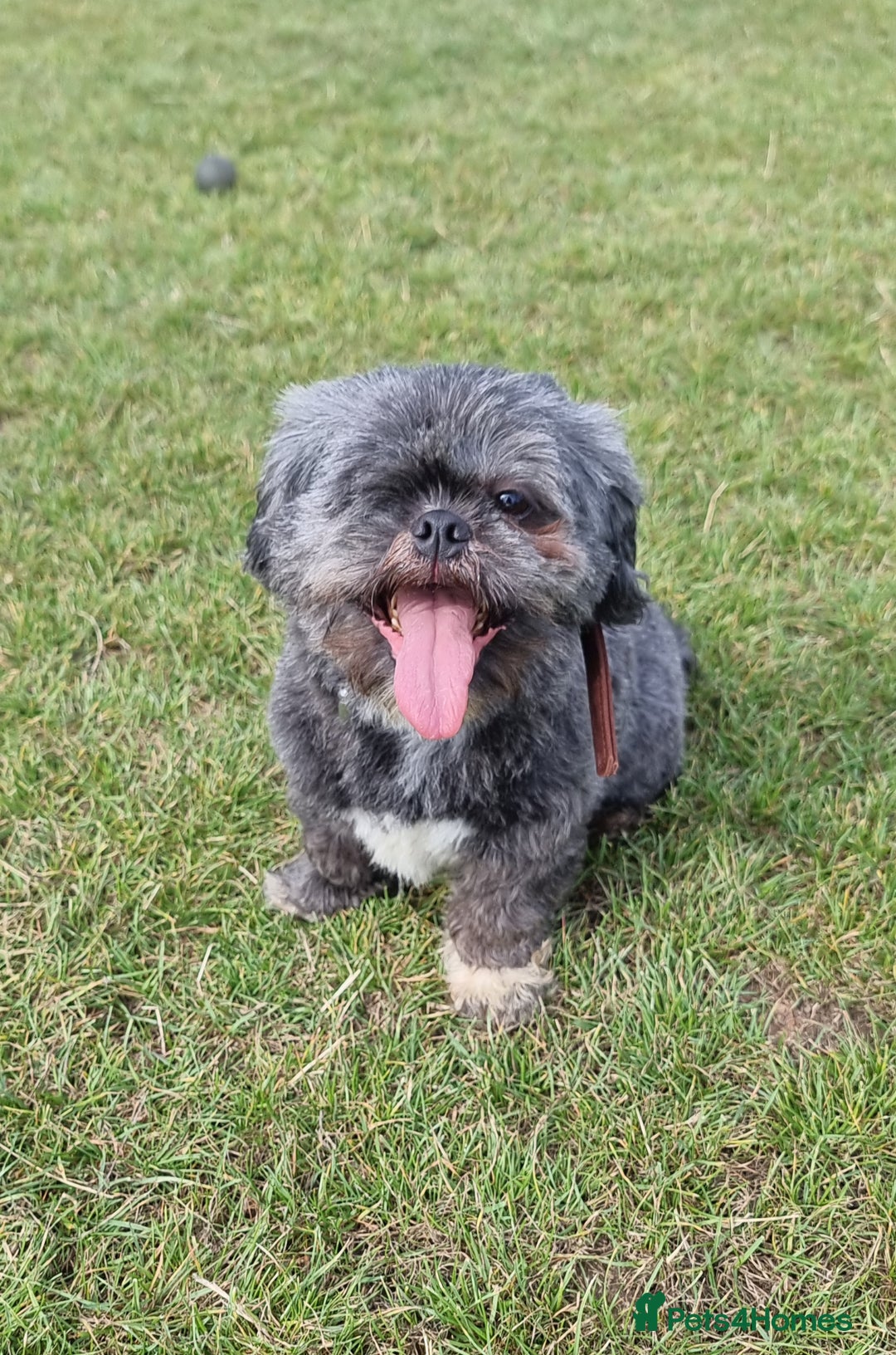 Shih Tzu dogs for sale: Loving cheeky Shihtzu for loving home ❤️ - Image 15
