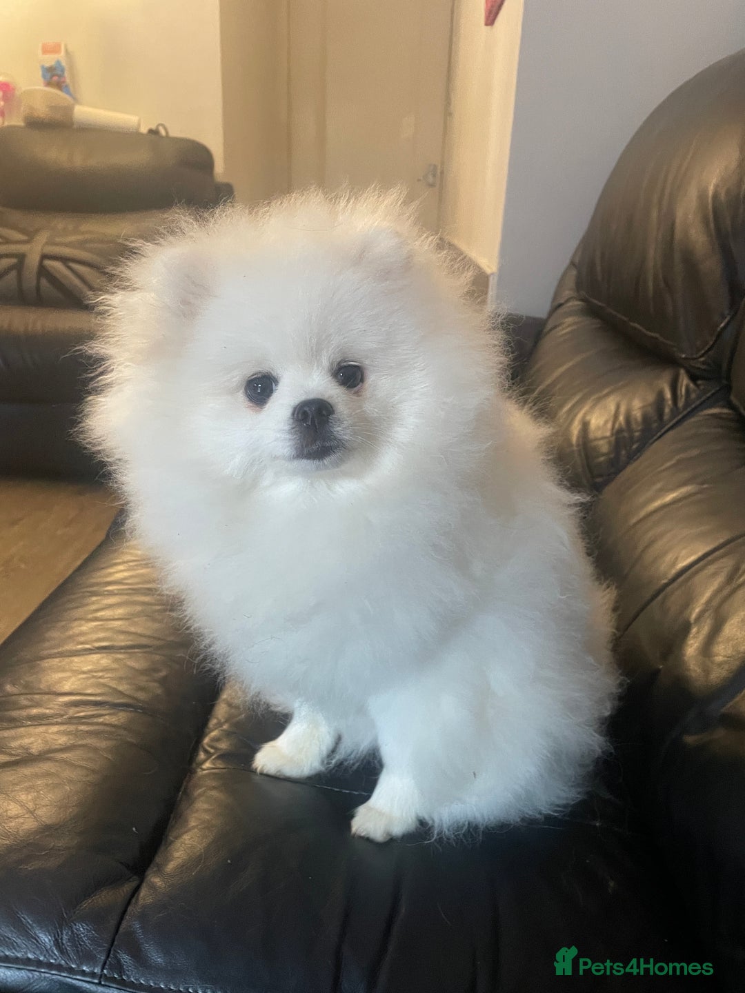Pomeranian dogs for sale: Gorgeous pure white kc-reg Girl  - Image 7