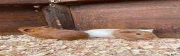 Guinea Pig rodents for sale: 2 baby male guinea pigs  in Bideford - Advert 3