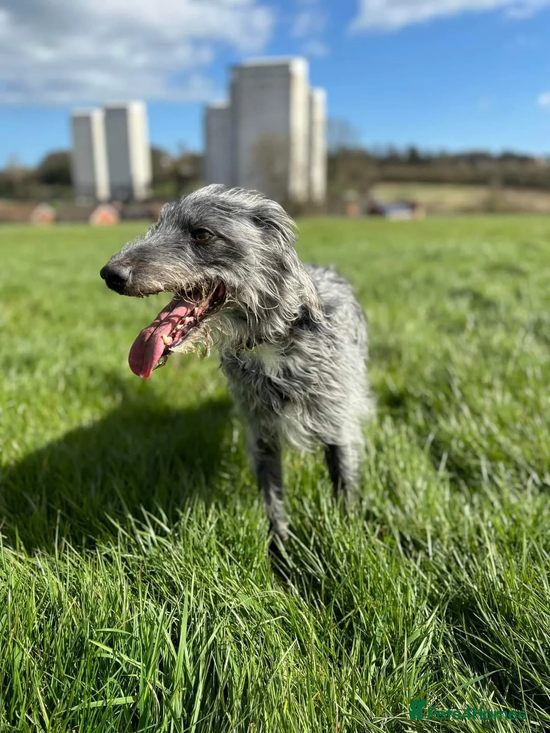 Bedlington Terrier dogs for stud: Bedlington whippet for stud  - Advert 3