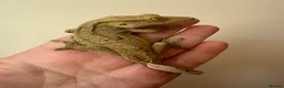 Gecko reptiles for sale: Various Crested Geckos for new homes  - Advert 7