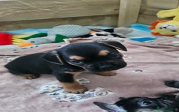 Mixed Breed dogs for sale: 3/4 French bulldog 1/4 Pomeranian Puppies - Image 11