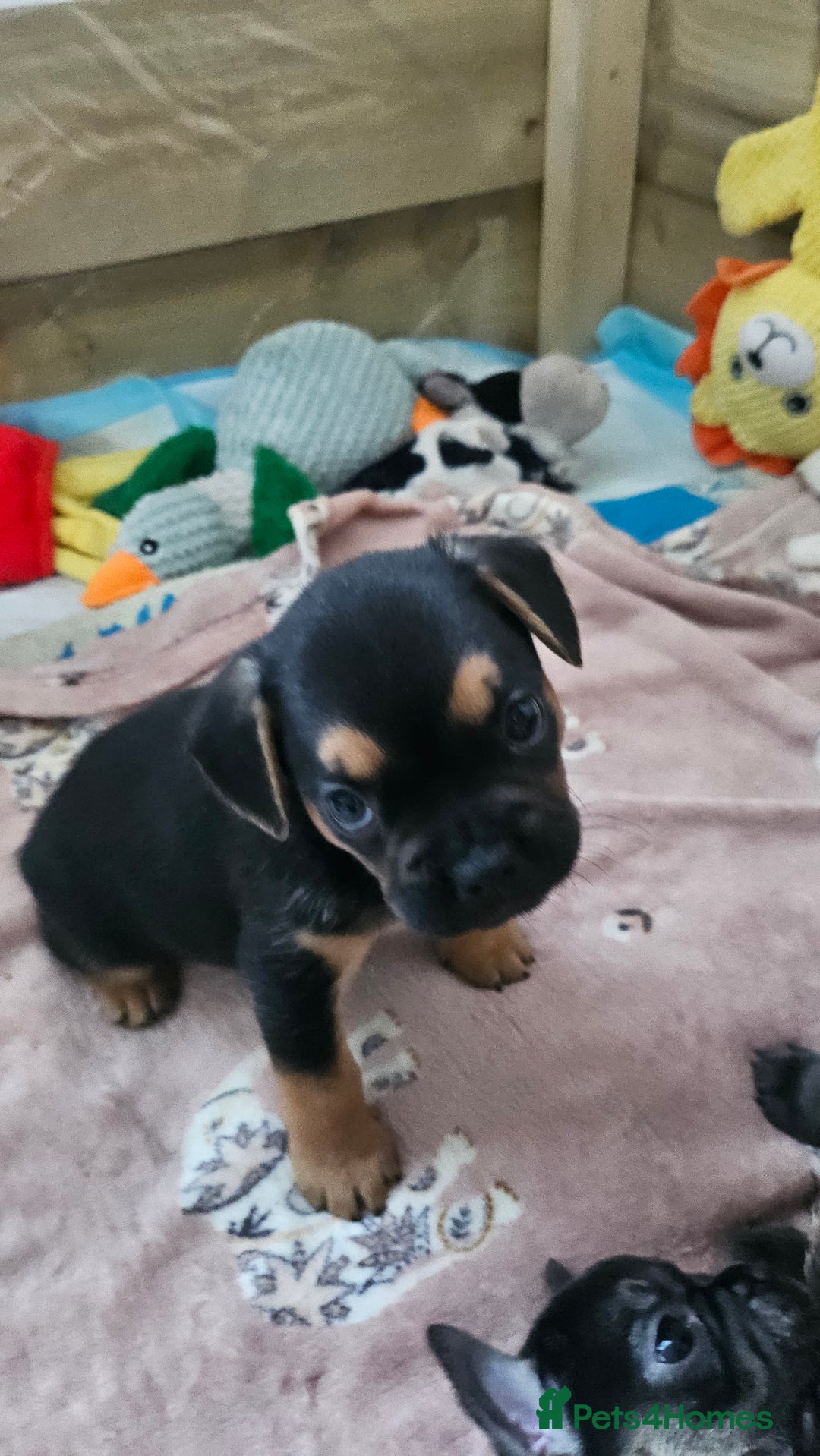 Mixed Breed dogs for sale: 3/4 French bulldog 1/4 Pomeranian Puppies - Image 11