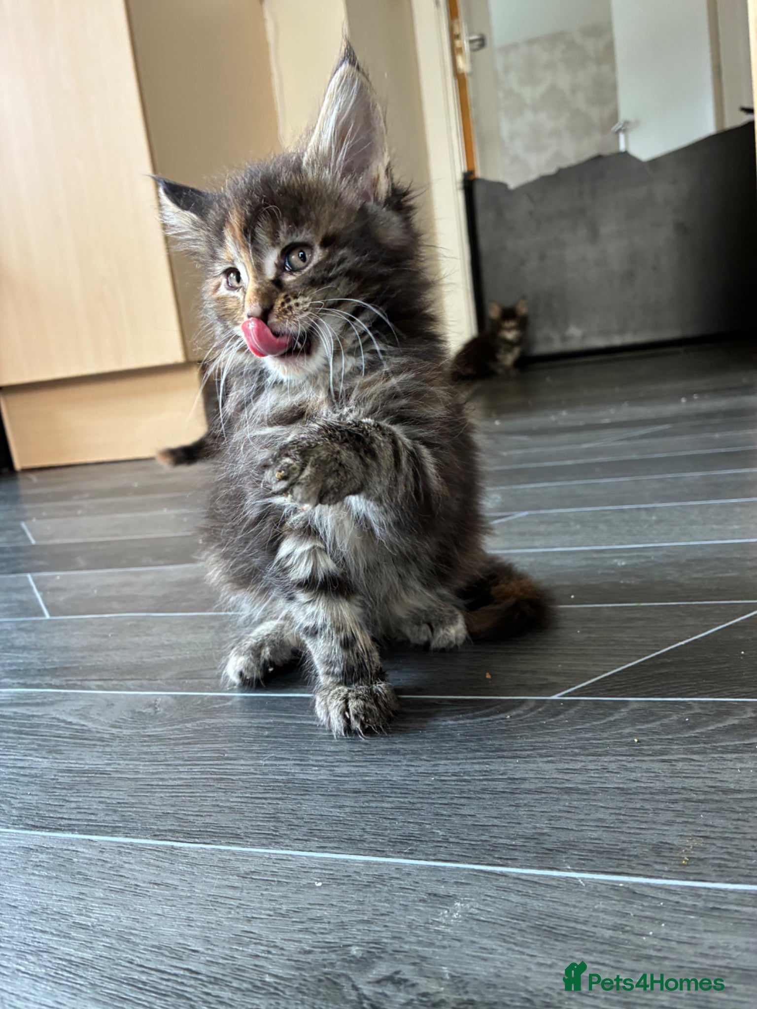 Maine Coon cats Maine coon kittens  - Advert 4