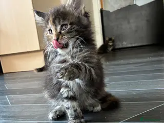 Maine Coon cats Maine coon kittens - Advert 1