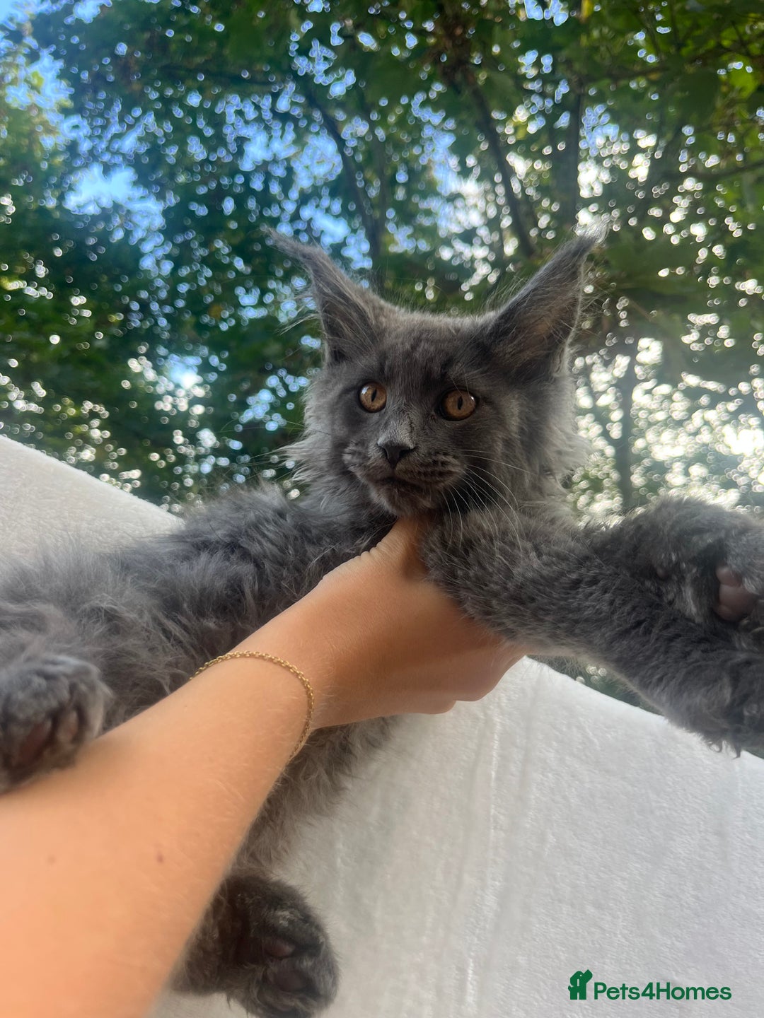 Maine Coon cats for sale: STUNNING MAINE COON SMOKE (tica activereg ) - Image 35