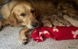 Golden Retriever dogs for sale: Golden retriever puppies - Image 6