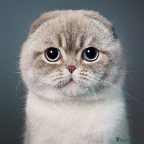 Scottish Fold cats - Advert 12