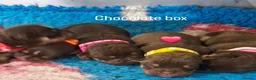 Olde English Bulldogge dogs for sale: Olde English Bulldogges  - Advert 7