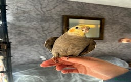 Cockatiels birds for sale: 💛 Pair of Cockatiels. Butters & Bagel 💛 - Image 3