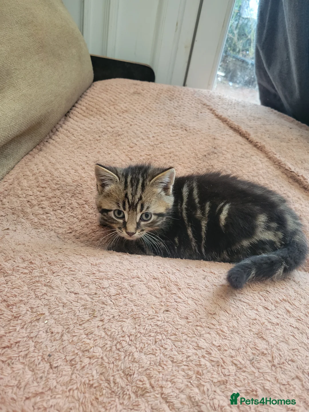 Mixed Breed cats for sale: Lovely kittens for sale  - Advert 6