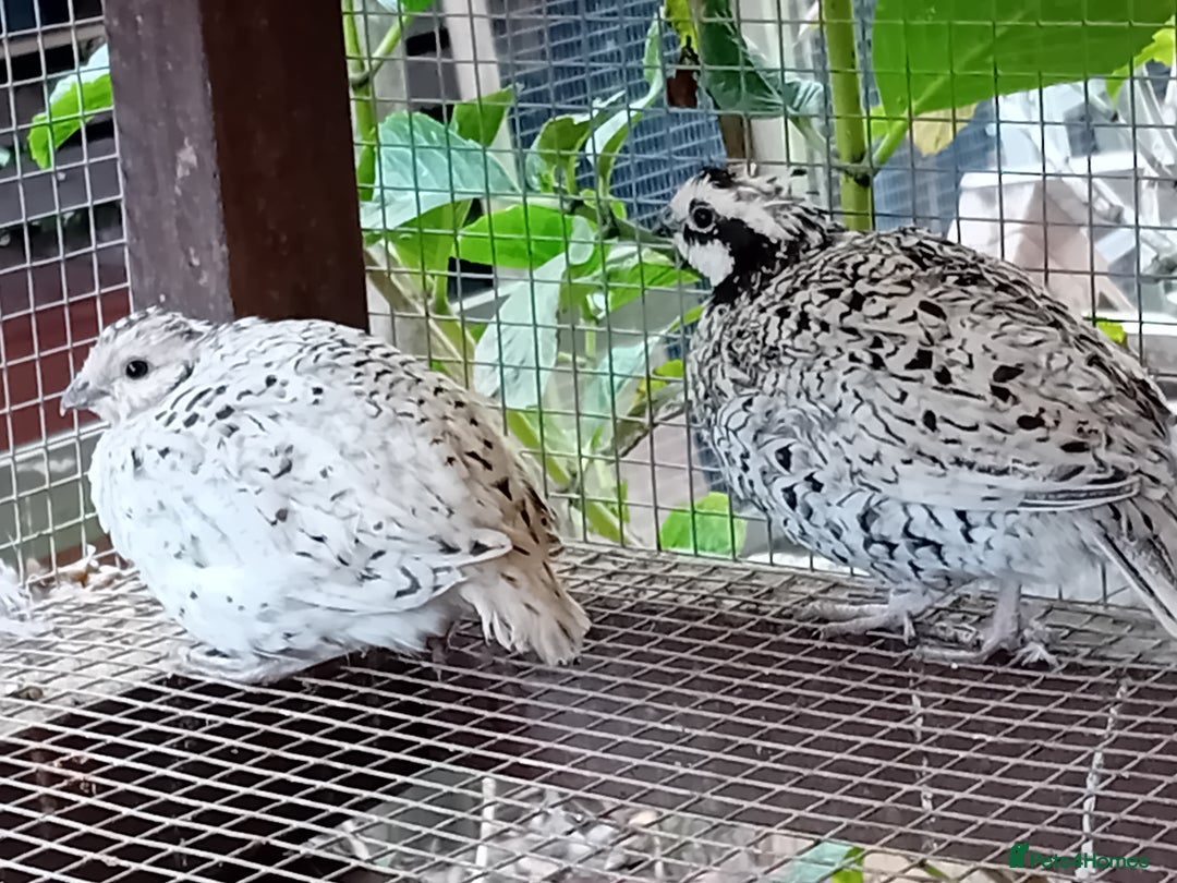 Quail poultry for sale: Snowflake Bobwhite [3 females + 1 male] - Image 8