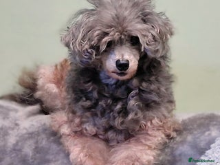 Toy Poodle dogs Adult Girl Toy Poodle for Rehoming - Advert 1