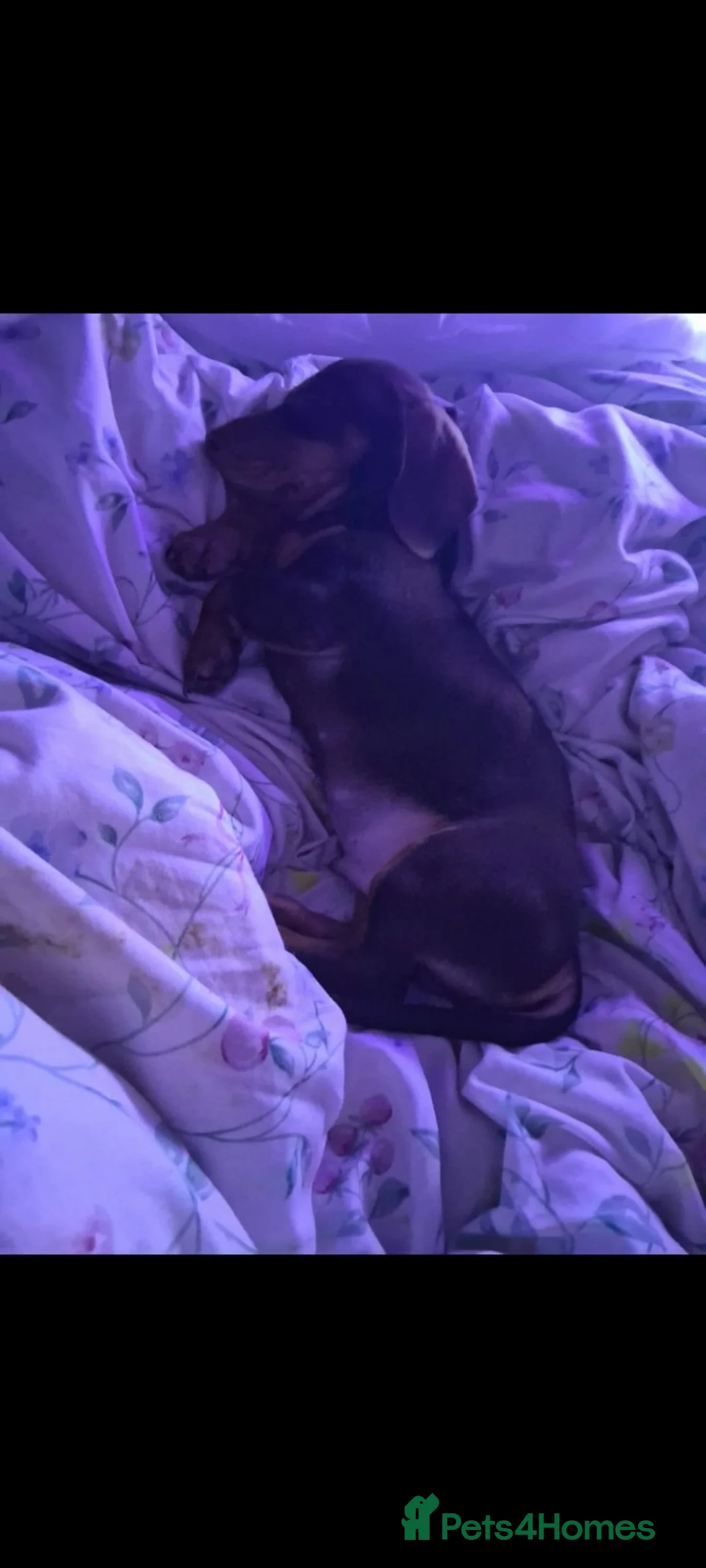 Dachshund dogs for sale: Dashund for sale - Advert 1
