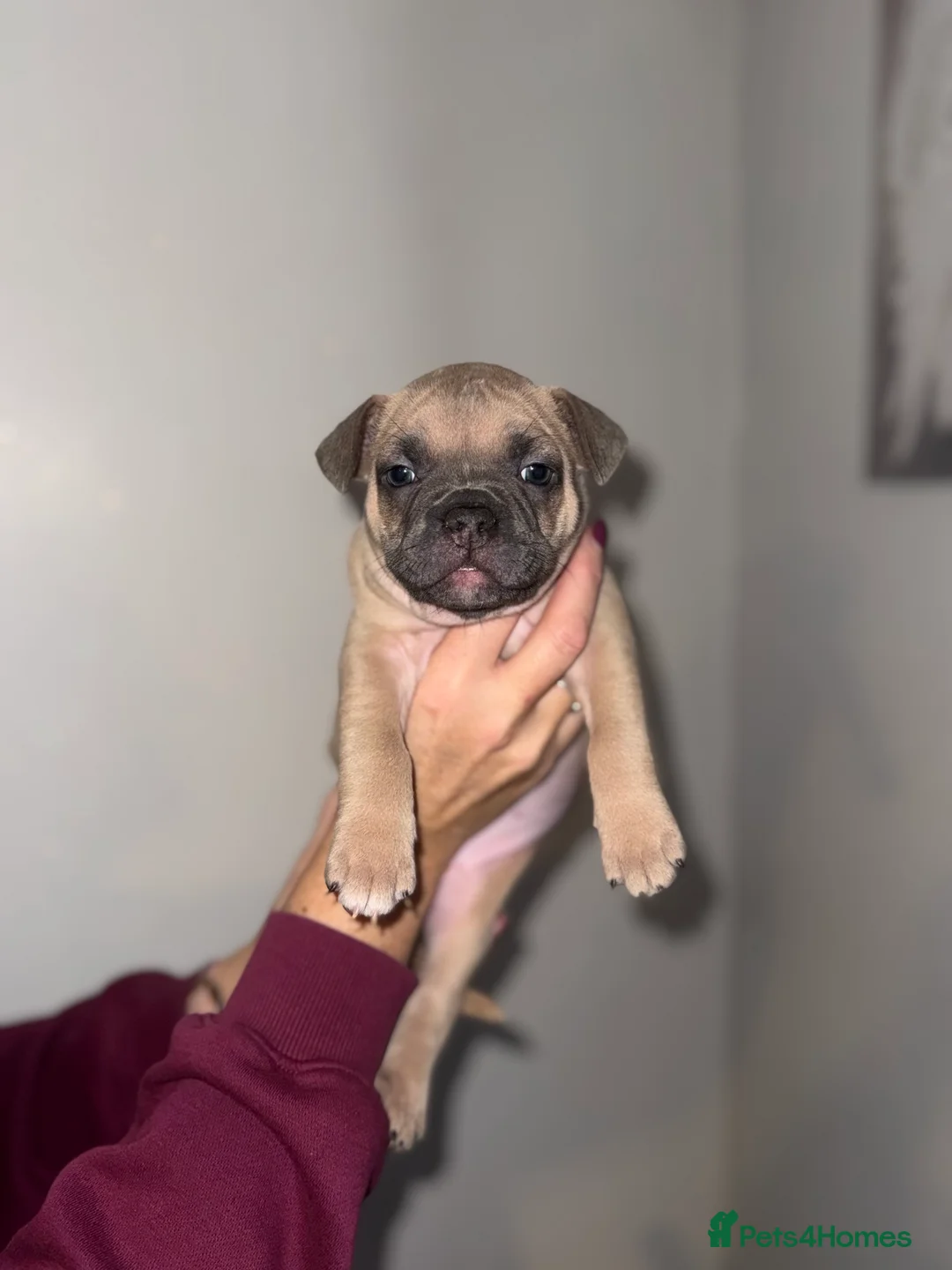 Mixed Breed dogs for sale: French bulldog / pocket bully puppies in Witham - Advert 8