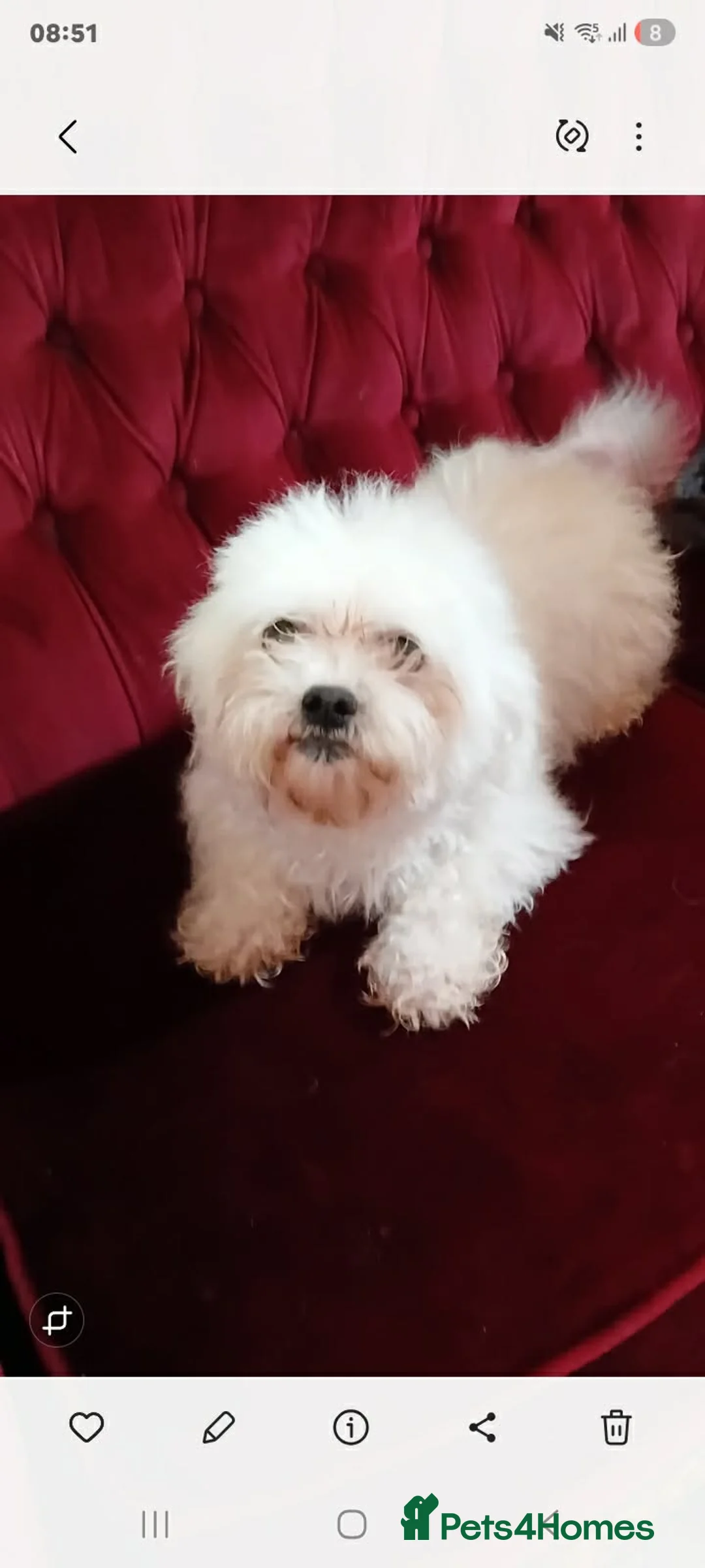 Bichon Frise dogs for sale: 🐶 Beautiful Bichon Frise Puppies 🐶 - Advert 1