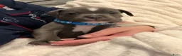 Staffordshire Bull Terrier dogs for sale: Blue✨CHAMPION✨ Staffordshire Bull Terrier Puppy’s  - Advert 4