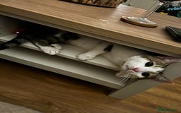 Domestic Shorthair cats for sale: Young male cat - Image 5