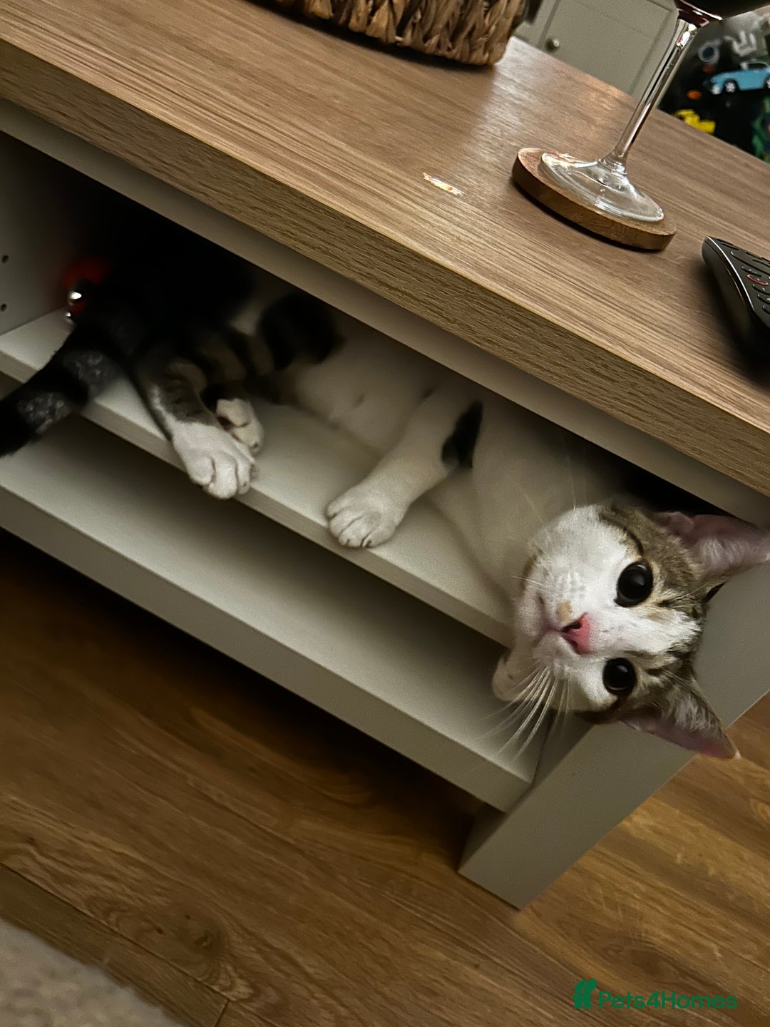 Domestic Shorthair cats for sale: Young male cat - Image 5