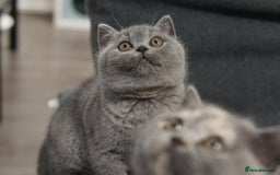 British Shorthair cats for sale: LAST BRITISH SHORTHAIR BLUE - GCCF REGISTERED  - Image 5