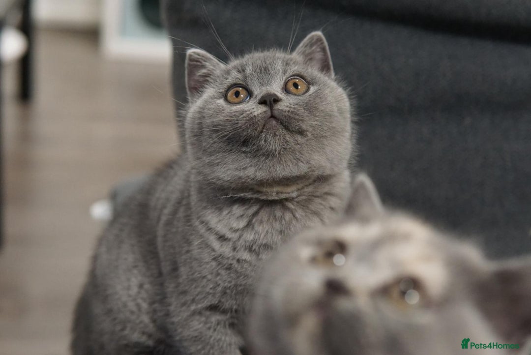 British Shorthair cats for sale: LAST BRITISH SHORTHAIR BLUE - GCCF REGISTERED  - Image 5